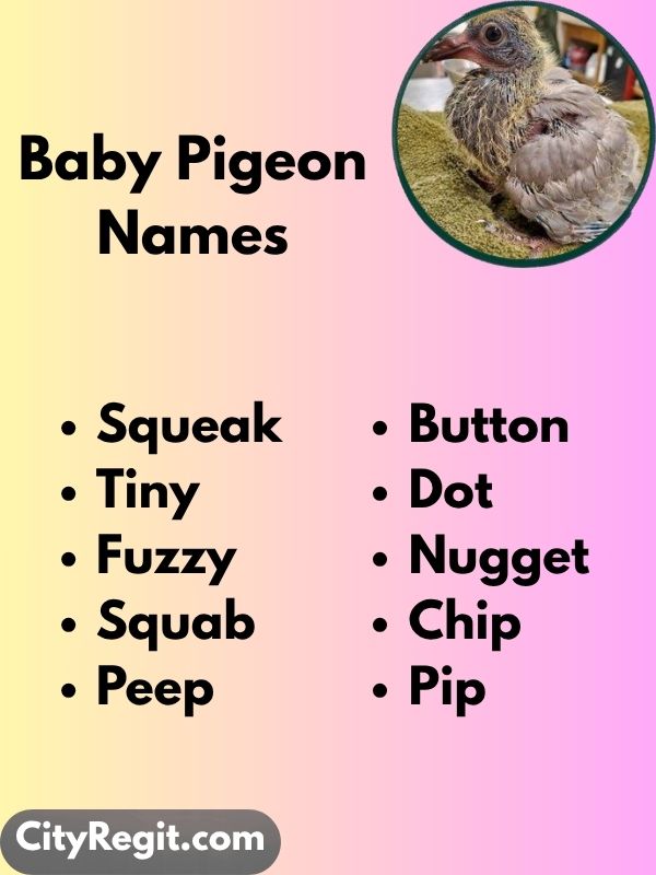 Baby Pigeon Names