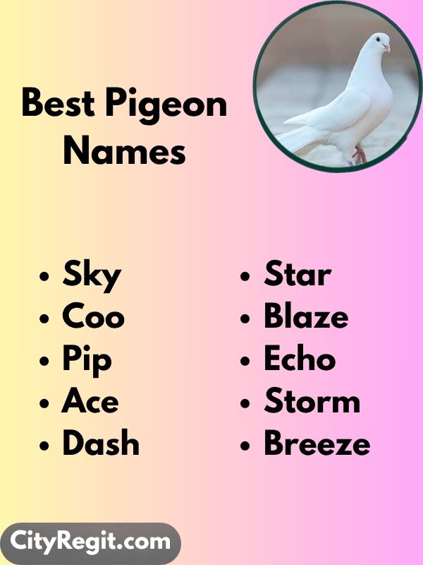 Best Pigeon Names