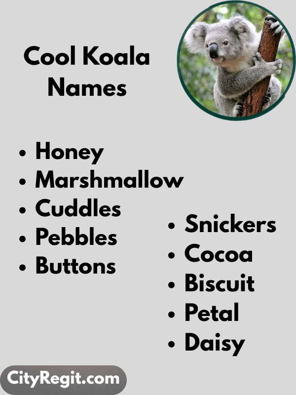 Cool Koala Names