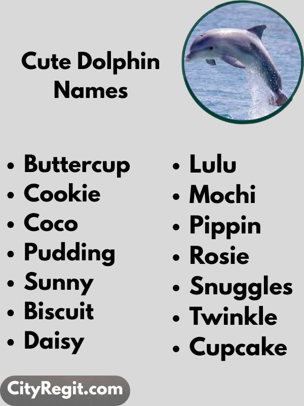 Cute Dolphin Names