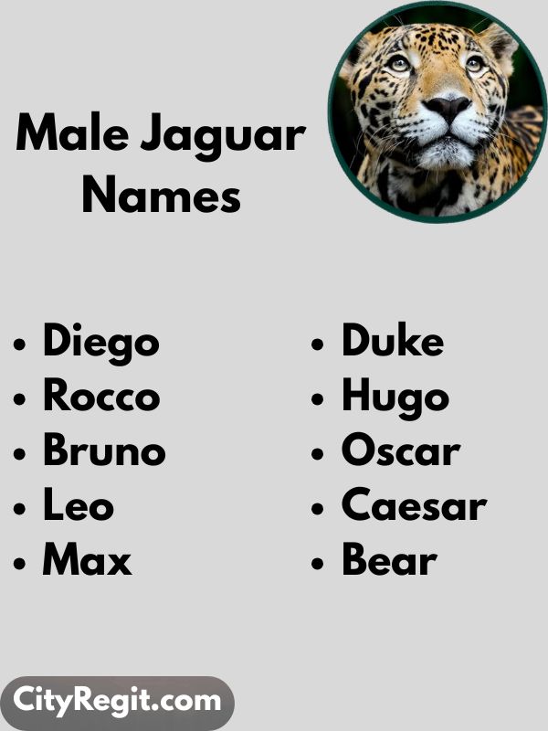 Male Jaguar Names
