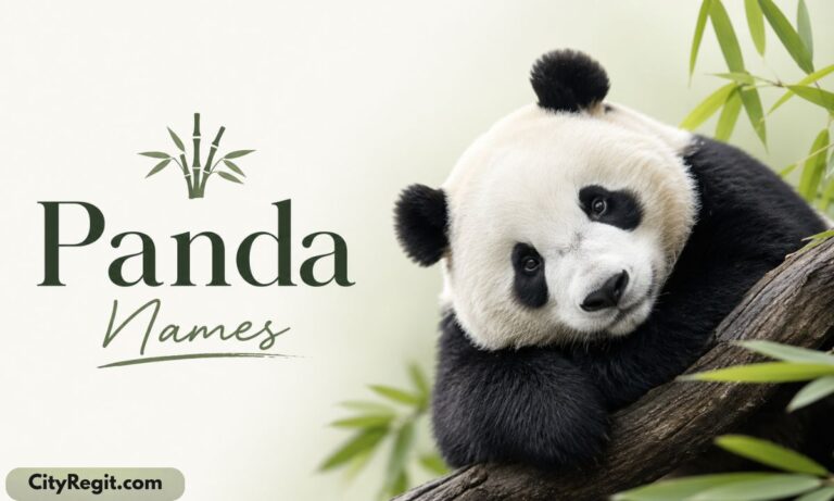 Panda Names