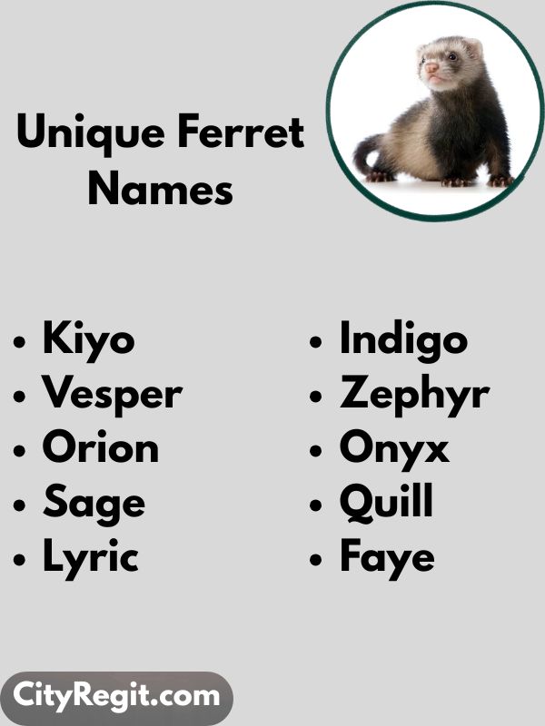Unique Ferret Names